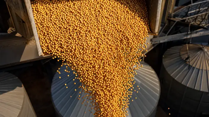 Sojabohnen Großhandel – Adama Global Trade